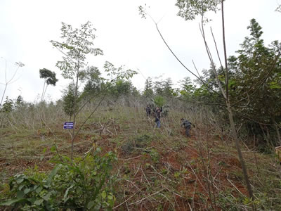 Photo of Site Visit to Cassava Field (2013 Jan)